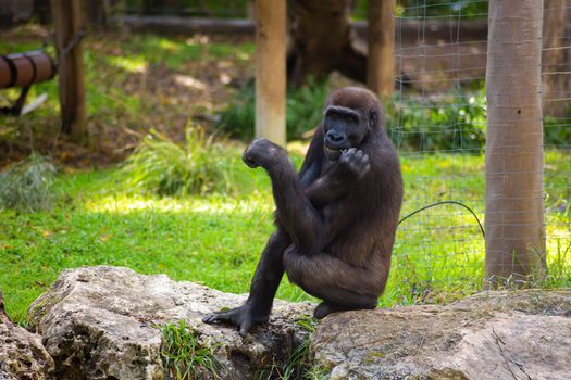 Little gorilla is bored at the zoo.