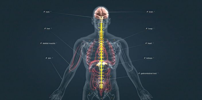 Adrenaline alarm reaction At this stage, your body sends a distress signal to your brain. 3d illustration