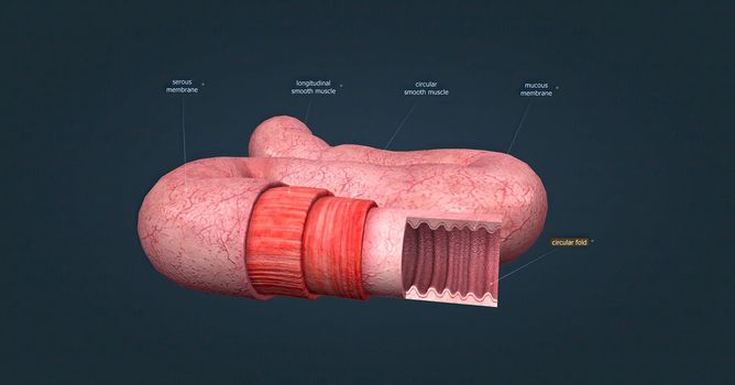 The human intestines function to absorb digestive products and have special structures to perform this function.