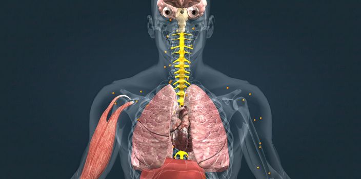 Adrenaline alarm reaction At this stage, your body sends a distress signal to your brain. 3d illustration