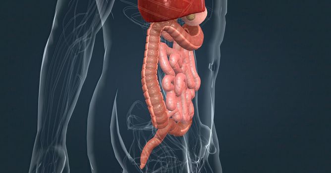 The intestines are responsible for breaking down food, absorbing its nutrients, and solidifying waste. 3d illustration