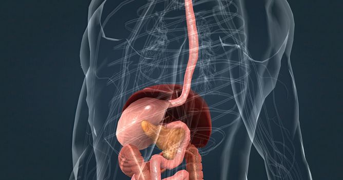 The main task of the liver in the digestive system is to process the nutrients absorbed from the small intestine. 3d illustration