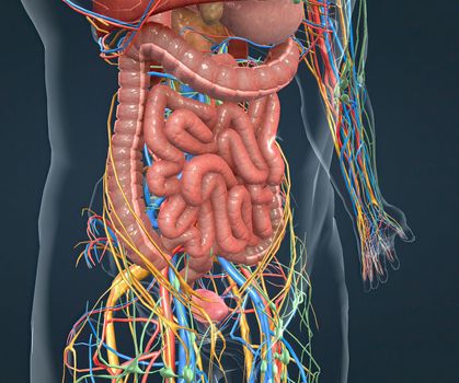 Digestive system, nervous system and vascular pathways 3d illustration