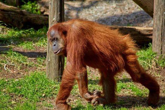 bored pensive orangutan in the open-air zoo.