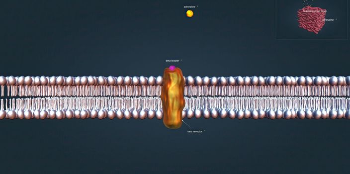 The beta 1 receptor is vital for the normal physiological function of the sympathetic nervous system. 3d illustration