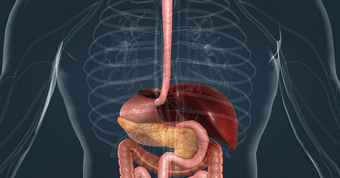 The main task of the liver in the digestive system is to process the nutrients absorbed from the small intestine. 3d illustration