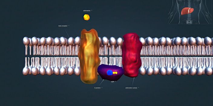 The beta 1 receptor is vital for the normal physiological function of the sympathetic nervous system. 3d illustration