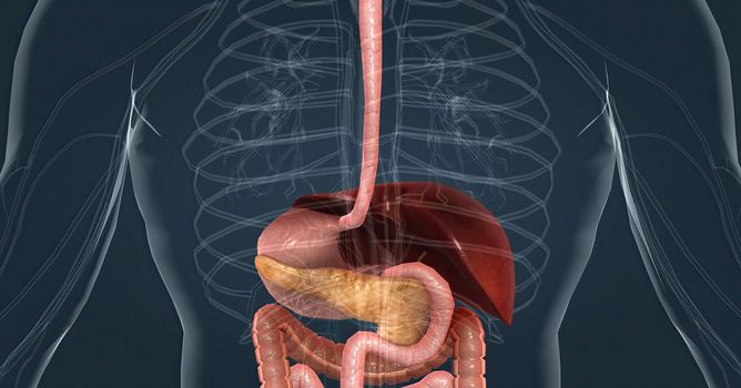 The main task of the liver in the digestive system is to process the nutrients absorbed from the small intestine. 3d illustration