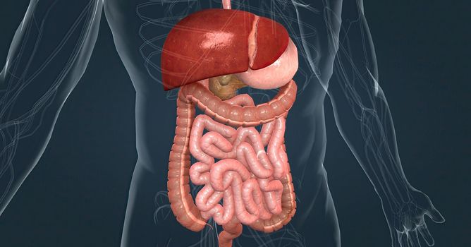 The main task of the liver in the digestive system is to process the nutrients absorbed from the small intestine. 3d illustration