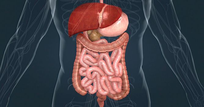 The main task of the liver in the digestive system is to process the nutrients absorbed from the small intestine. 3d illustration