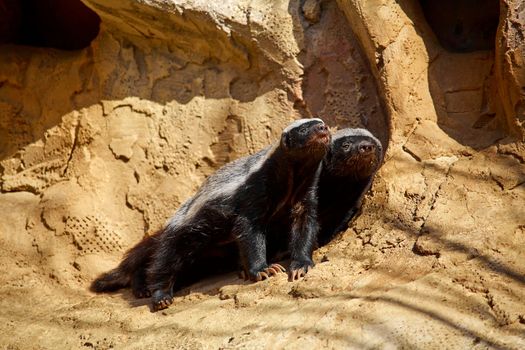 The honey badger basks in the sun on a stone at the zoo.