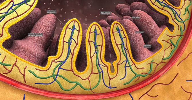 intestinal villi (singular: villus) are small, finger-like projections that extend into the lumen of the small intestine 3d illustration