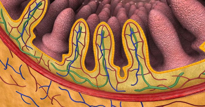 intestinal villi (singular: villus) are small, finger-like projections that extend into the lumen of the small intestine 3d illustration