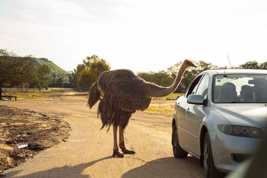 An ostrich on the road approaches cars begging for food.