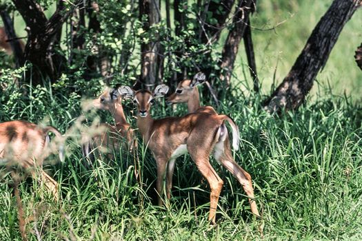 Impala (Aepyceros melampus), Kruger National Park, mpumalanga, South Africa