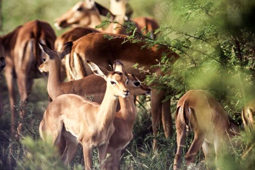 Impala (Aepyceros melampus), Kruger National Park, mpumalanga, South Africa
