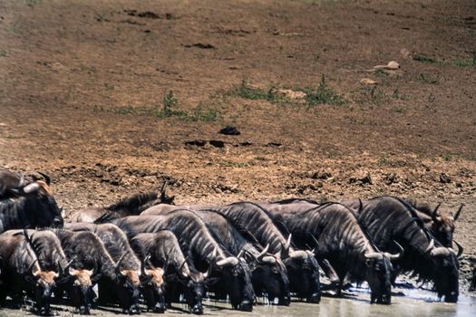 Blue Wildebeest (Connochaetes taurinus) , Kruger National Park, mpumalanga, south africa