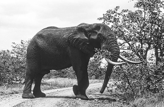 Elephant (Loxodonta africana) , Kruger National Park, mpumalanga, south africa