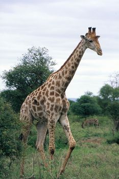 Giraffe (Giraffa camelopardalis), Kruger National Park, mpumalanga, south africa