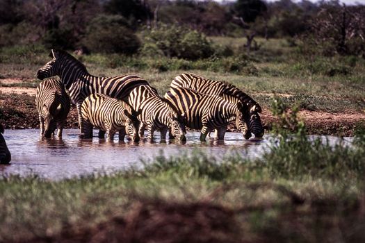 Plains Zebra (Equus burchellii) , Kruger National Park, mpumalanga, south africa