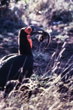 Ground Hornbill (Bucorvus leadbeateri) , Kruger National Park, mpumalanga, south africa
