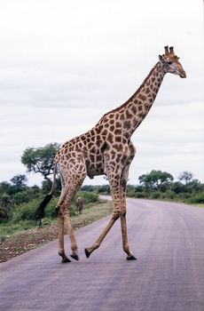 Giraffe (Giraffa camelopardalis), Kruger National Park, mpumalanga, south africa