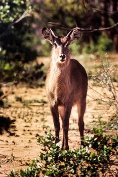 Waterbuck (Kobus ellipsiprymnus) , Kruger National Park, mpumalanga, south africa