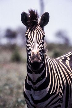 Plains Zebra (Equus burchellii) , Kruger National Park, mpumalanga, south africa