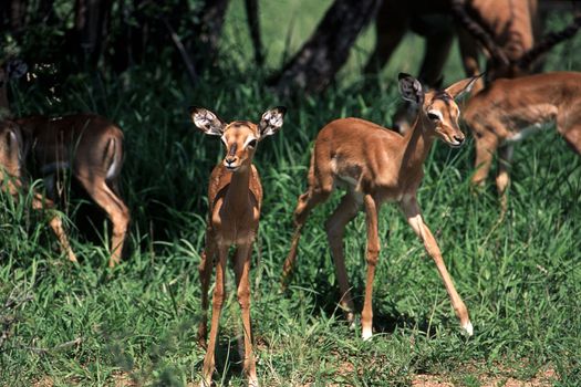 Impala (Aepyceros melampus), Kruger National Park, mpumalanga, South Africa