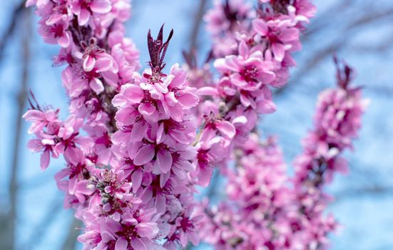 luxurious flowering peach branches, delicate pink flowers against the blue sky. High quality photo