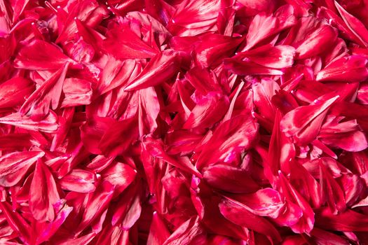 abstract background of burgundy peony petals, magenta color of the year yes yes. High quality photo