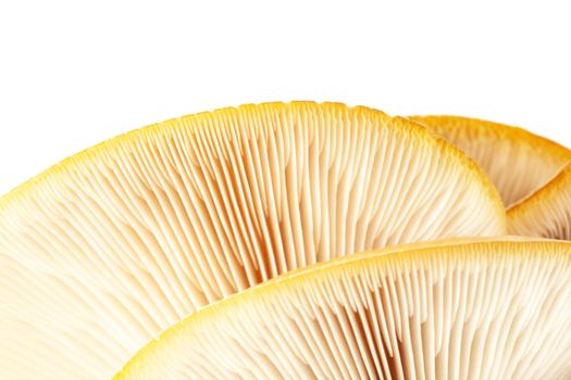 oyster mushroom close up isolated on white background.