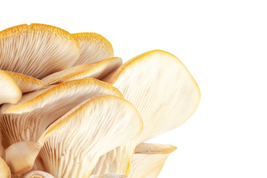 oyster mushroom close up isolated on white background.