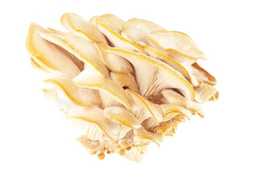 oyster mushroom close up isolated on white background.