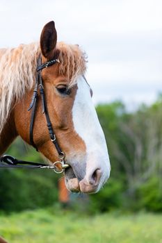 horse head close-up against the background of green grass and trees.