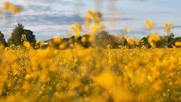 Rapeseed flowers at sunset. Video using a slider
