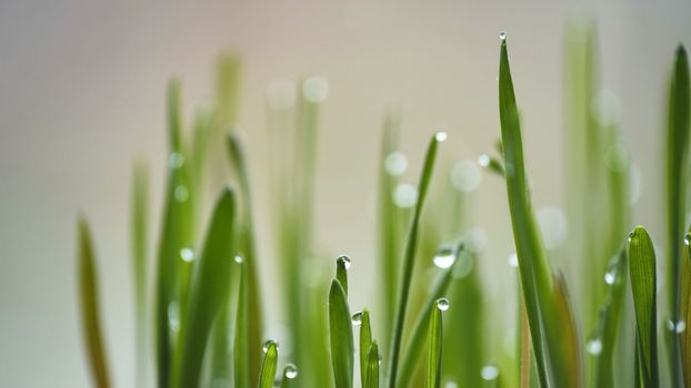 Young sprouts of grass with dew. Close-up view