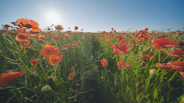 A large field of red poppy flowers at sunset. Smooth movement