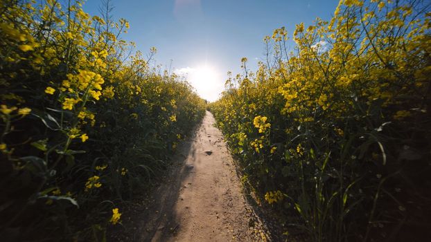 A path in a field of rapeseed on a spring day