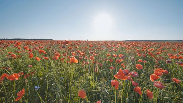 A large field of red poppy flowers at sunset. Smooth movement