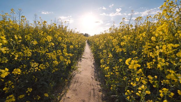 A path in a field of rapeseed on a spring day