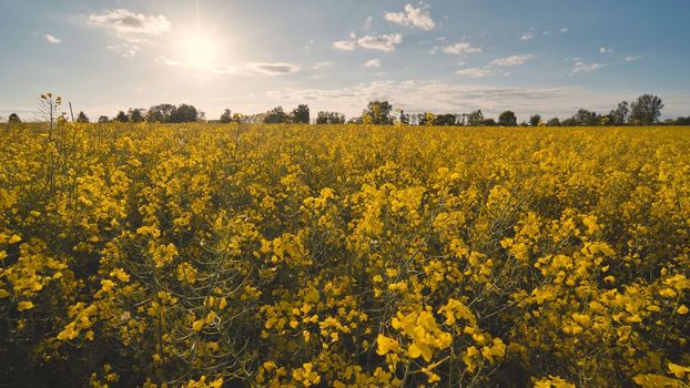 Rapeseed flowers at sunset. Video using a slider