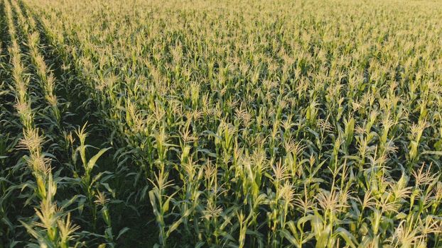 Corn young field. Seedlings planted in a row