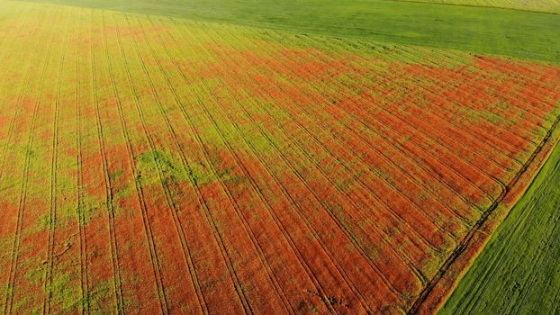 A red field of poppy flowers. Drone video