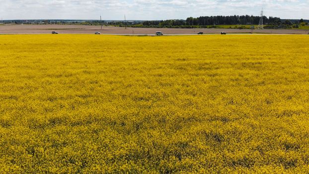 A field of rapeseed next to the highway and passing cars