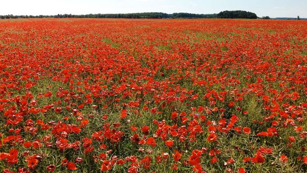 A red field of poppy flowers. Aerial view