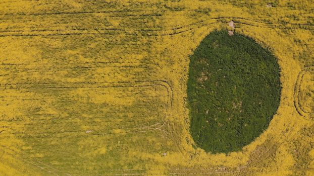 A wetland spot in a field of rapeseed. Drone view