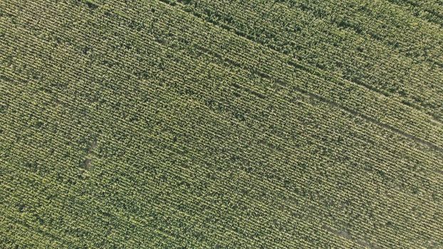Aerial view with a drone of a field of corn flowered perfectly sown. Precision agriculture and sowing with variable doses of seed begins to dominate the agricultural industry.
