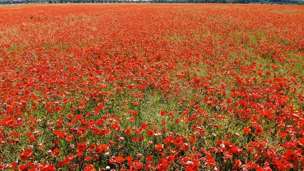 A red field of poppy flowers. Aerial view