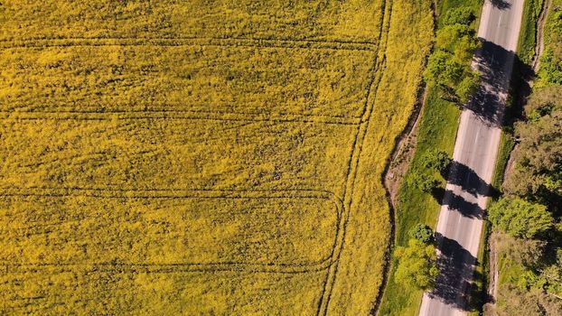 A field of rapeseed next to the road and woods